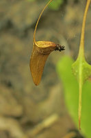 Begonia cf. togashii, dry capsule with only one developed wing and two small horizontal ones allowing rain splash dispersal of seeds, Pyin U Lwin, Myanmar