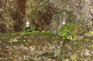 Begonia cf. parvula flowering on vertical limestone rock habitat, Doi Pha Tang, Chiang Rai, Thailand