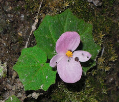 Begonia cf. parvula, one big male flower, Doi Pha Tang, Chiang Rai, Thailand