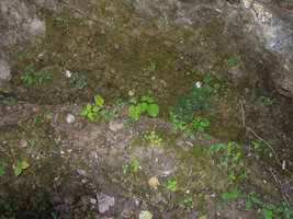 Begonia cf. parvula on vertical limestone rock face habitat, Doi Pha Tang, Chiang Rai, Thailand