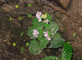 Begonia cf. parvula on vertical rock face, male and female flowers, Doi Pha Tang, Chiang Rai, Thailand