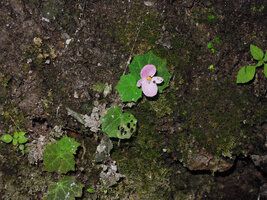 Begonia cf. parvula on vertical rock face, plant with one male flower, Doi Pha Tang, Chiang Rai, Thailand.