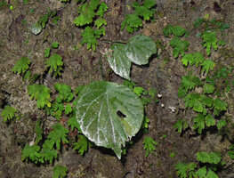 Begonia cf. rabilii on vertical limestone rock face, Doi Pha Tang, Chiang Rai, Thailand.