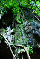 Begonia cf. saxifragifolia, dense population covering a vertical seeping limestone rock, Khao Sok NP, Thailand