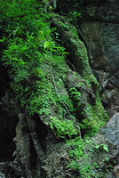 Begonia cf. saxifragifolia, dense population of unifoliate individuals covering a vertical seeping limestone rock, Khao Sok NP, Thailand
