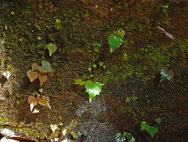 Begonia cf. saxifragifolia, green and brown leaf forms, adults and seedlings side by side on vertical shaded karst cliff, Phou Hin Poun NBCA, Khammouane, Laos.