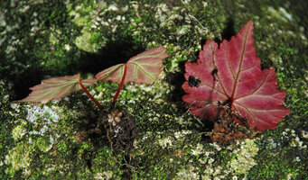 Begonia cf. saxifragifolia, leaves and moniliform small superficial tuber, Phou Hin Poun NBCA, Khammouane, Laos