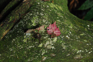 Begonia cf. saxifragifolia, leaves and tubers,  Phou Hin Poun NBCA, Khammouane, Laos.