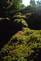 Begonia cf. saxifragifolia on vertical shaded mossy karst cliff, Phou Hin Poun NBCA, Khammouane, Laos