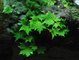 Begonia cf. saxifragifolia, population of unifoliate individuals, Khao Sok NP, Thailand