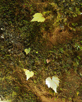 Begonia cf. saxifragifolia, single leaved adults and some seedlings on vertical shaded mossy karst cliff, Phou Hin Poun NBCA, Khammouane, Laos.