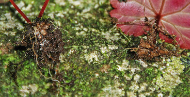 Begonia cf. saxifragifolia, tiny segmented moniliform tubers similar to many Argostemma species from the same habitat, Phou Hin Poun NBCA, Khammouane, Laos