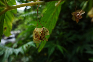 Begonia weigallii, dry capsules, Imbu Rano, Kolombangara, Solomon Islands