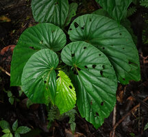 Begonia weigallii, Imbu Rano, Kolombangara, Solomon Islands