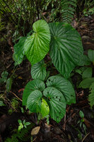 Begonia weigallii leaves, Imbu Rano, Kolombangara, Solomon Islands