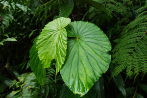 Begonia weigallii leaves with hydathodes excreting water, Imbu Rano, Kolombangara, Solomon Islands