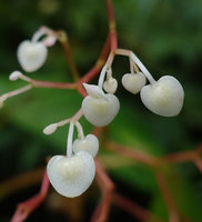 Begonia weigallii, male flowers just before anthesis, Imbu Rano, Kolombangara, Solomon Islands