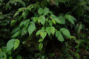 Begonia weigallii on a vertical stream bank, Imbu Rano, Kolombangara, Solomon Islands