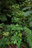 Begonia weigallii population on vertical bank habitat with Selaginalla, Elatostema, Alpinia and ferns, Kolombangara,Solomon Islands
