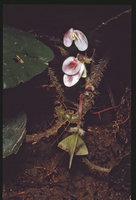 Begonia ciliobracteata, male flowers and bending fruit, Campo, Cameroun