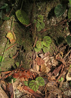 Begonia conipila at the base of a limestone boulder, Gunung Mulu NP, Sarawak, Borneo