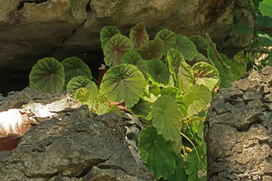 Begonia coriacea in limestone outcrop fissure, Lowo Cave, Trenggalek, Java