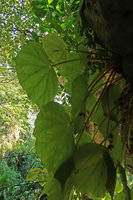 Begonia coriacea, plain green leaf form on vertical limestone rock, Lowo Cave, Trenggalek, Java