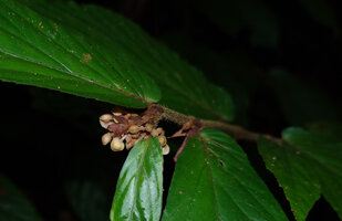 Begonia danumensis, hairy stem and male inflorescence, Danum Valley, Sabah, Borneo