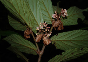 Begonia danumensis, inflorescences with two protogynous female flowers already at capsule stage and branched upper inflorescence with small numerous male flowers, Danum Valley, Sabah, Borneo