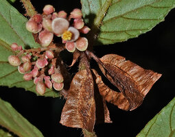 Begonia danumensis, mature dry capsular fruits and young male flowers at early anthesis on the distal part of the branched inflorescence, Danum Valley, Sabah, Borneo