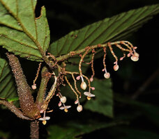 Begonia danumensis, much branched old inflorescence bearing the last small male flowers, Danum Valley, Sabah, Borneo