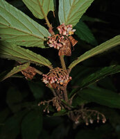 Begonia danumensis, numerous tiny male flowers and mature fruits, Danum Valley, Sabah, Borneo