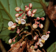 Begonia danumensis, small male flowers, Danum Valley, Sabah, Borneo