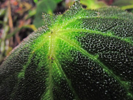 Begonia decora, hairy and bullate upper leaf surface increasing light capture, Cameron Highlands, Malaysia
