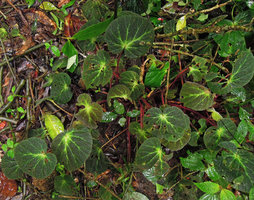 Begonia decora on the forest floor, Cameron Highlands, Malaysia