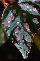 Begonia dimorpha, part of a young leaf with bright pink spots and reflective epidermal cells filled with gaz, Danum Valley, Sabah, Borneo