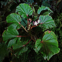 Begonia elnidoensis, flowering individual at the male phase, El Nido, Palawan, Philippines