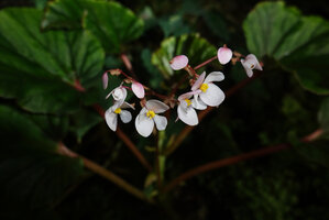 Begonia elnidoensis, inflorescence with male flowers, El Nido, Palawan, Philippines