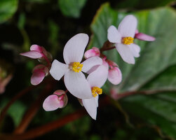Begonia elnidoensis, male flowers, El Nido, Palawan, Philippines