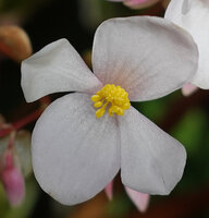 Begonia elnidoensis, male flower with two big and two small tepals, spathulate spoon shaped stamens, El Nido, Palawan Philippines