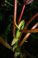Begonia elnidoensis, petioles and large stipules, El Nido, Palawan, Philippines