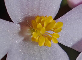 Begonia elnidoensis, spathulate spoon shaped anthers, El Nido, Palawan, Philippines