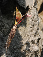 Begonia elnidoensis, tuberised stem with leaf petiole and inflorescence scars at each stem node, El Nido, Palawan, Philippines