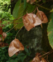 Begonia engleri, dry mature downwards oriented capsules with slits allowing incensory wind dispersal of the dusty seeds, East Usambara Mts, 500 m asl, Tanzania