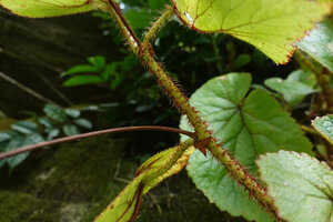 Begonia engleri, hirsute stiff red hairs on stem, petioles and lower leaf surface veins, East Usambara Mts, 500 m asl, Tanzania