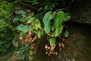 Begonia engleri in the fissure of a vertical boulder close to a waterfall, East Usambara Mts, 500 m asl, Tanzania