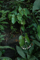 Begonia engleri on a shaded rock, East Usambara Mts, 400 m asl, Tanzania