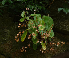 Begonia engleri on a vertical boulder near a waterfall, East Usambara Mts, 500 m asl, Tanzania