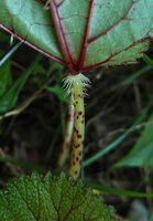 Begonia engleri, ring of long whitish hairs at the junction between petiole and leaf blade, East Usambara Mts, 400 m asl, Tanzania