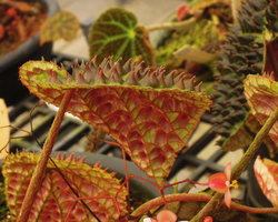 Begonia ferox, Cecilia Koo Botanic Conservation Center, Taiwan